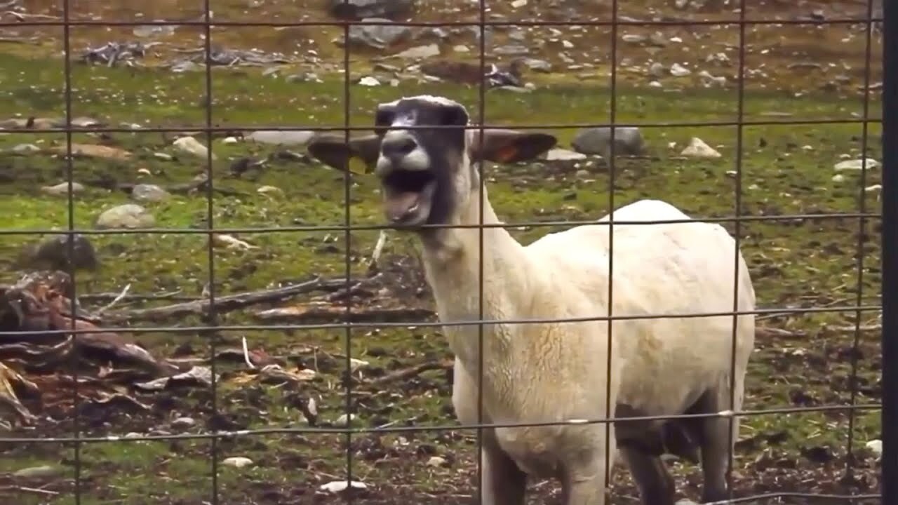 Screaming goat